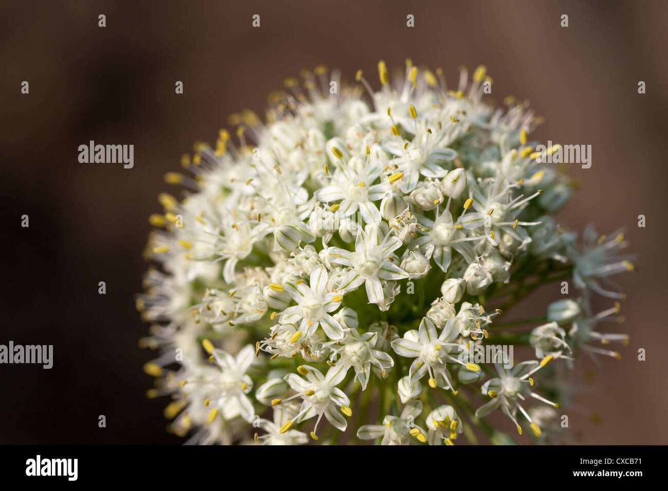 Onion Flower. The spherical flower of the common garden onion. Stock Photo