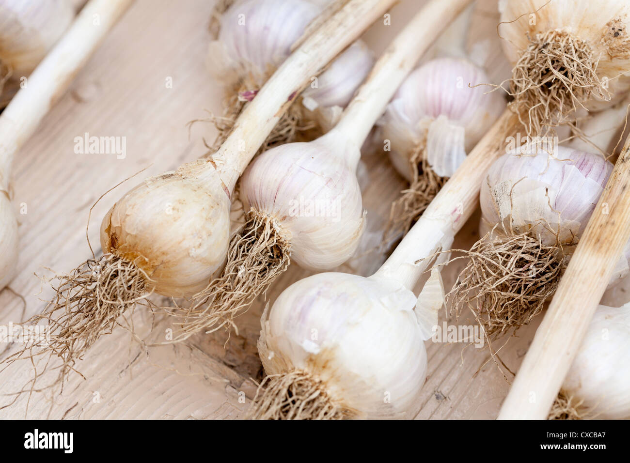 Drying Garlic Bulbs. Bulbs of garlic drying Stock Photo Alamy