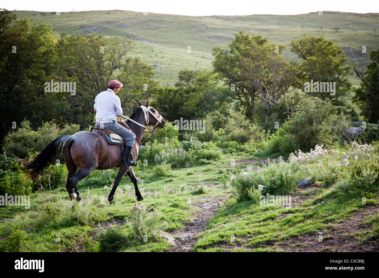 Gaucho with horses at Estancia Los Potreros, Cordoba Province, Argentina. Stock Photo