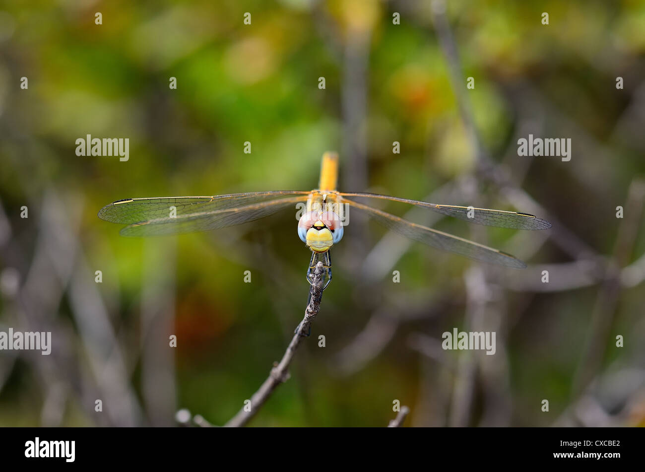 dragonfly in are natural environment Stock Photo