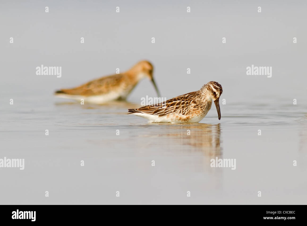 A Broad-billed Sandpiper (Limicola falcinellus) with a de-focused Dunlin (Calidris alpina) in the background Stock Photo