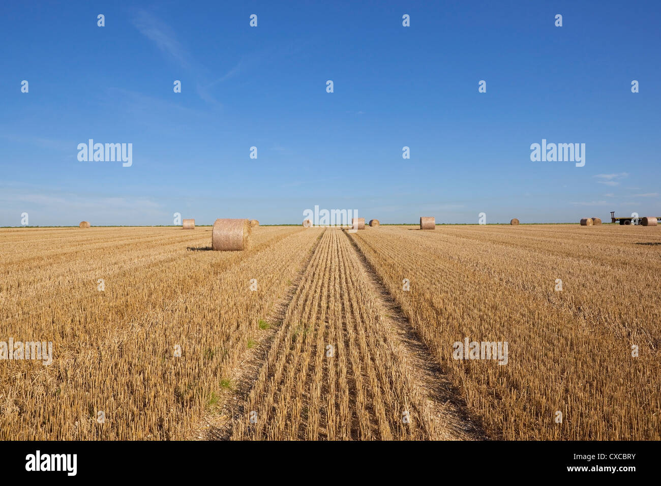 Round straw bales in a stubble field under a clear blue sky Stock Photo ...