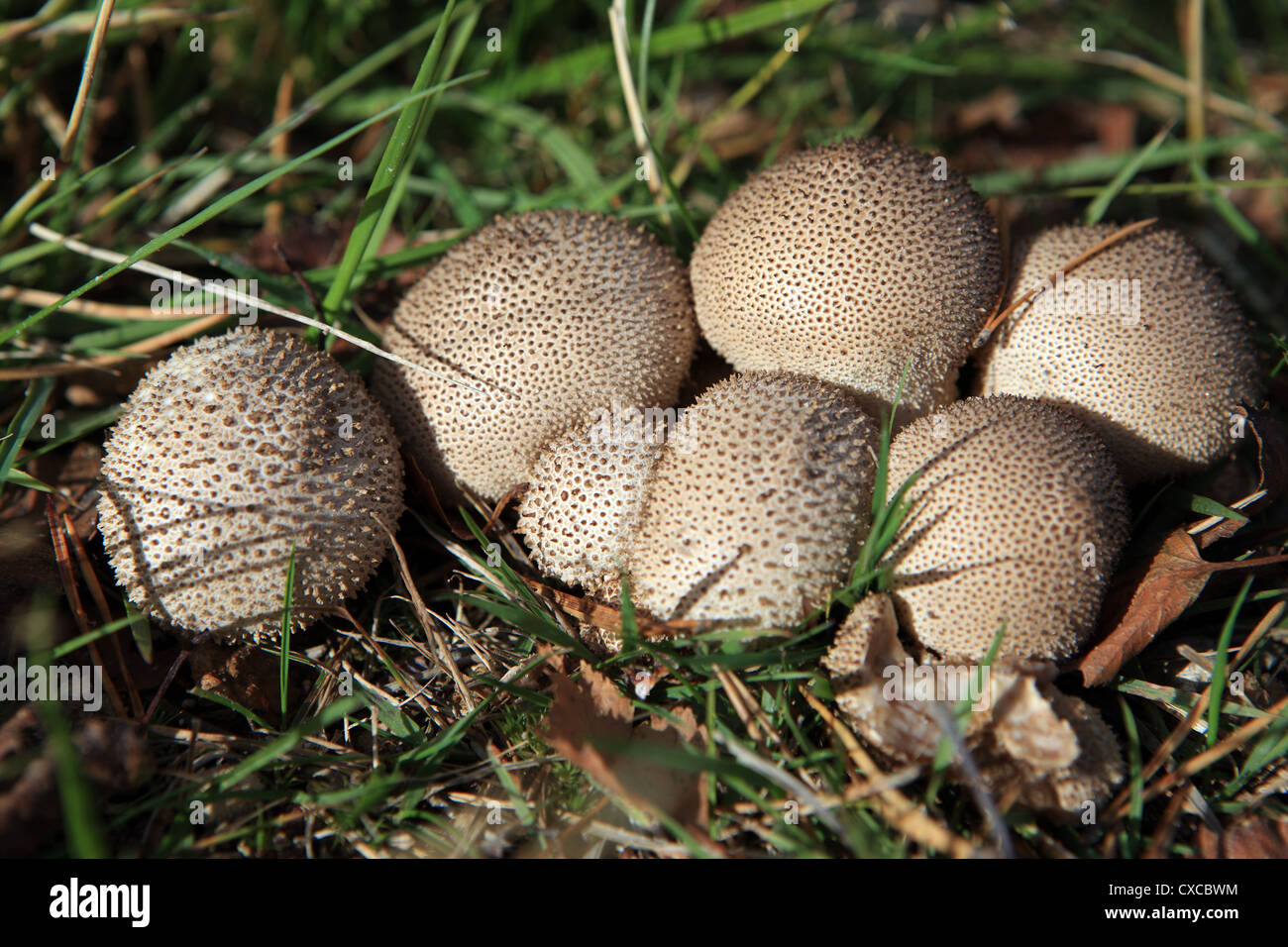 Common Puffball fungi Stock Photo