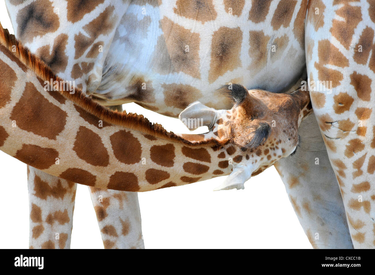 Closeup of young giraffe (Giraffa camelopardalis) suckling isolated on white background Stock Photo