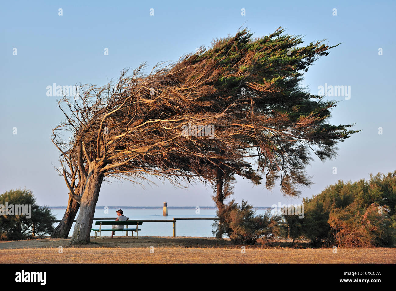 Windswept trees bent by coastal Atlantic ocean northern winds on the island Ile d'Oléron, Charente-Maritime, France Stock Photo