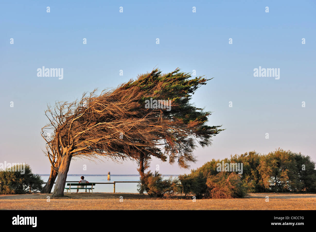 Windswept trees bent by coastal Atlantic ocean northern winds on the island Ile d'Oléron, Charente-Maritime, France Stock Photo