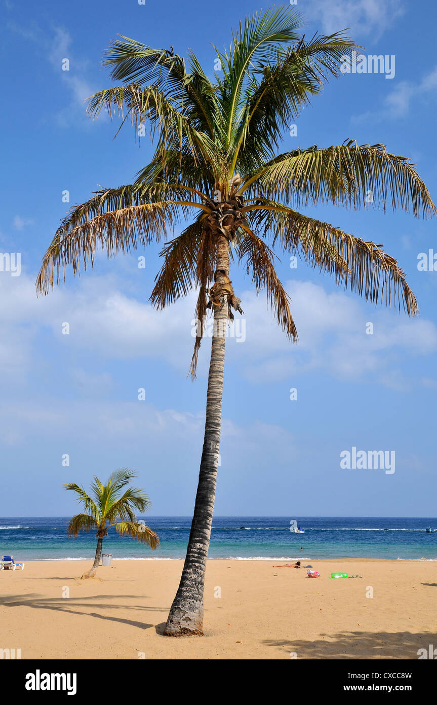 Palm tree on the beach of Teresitas at northeast part of Tenerife in