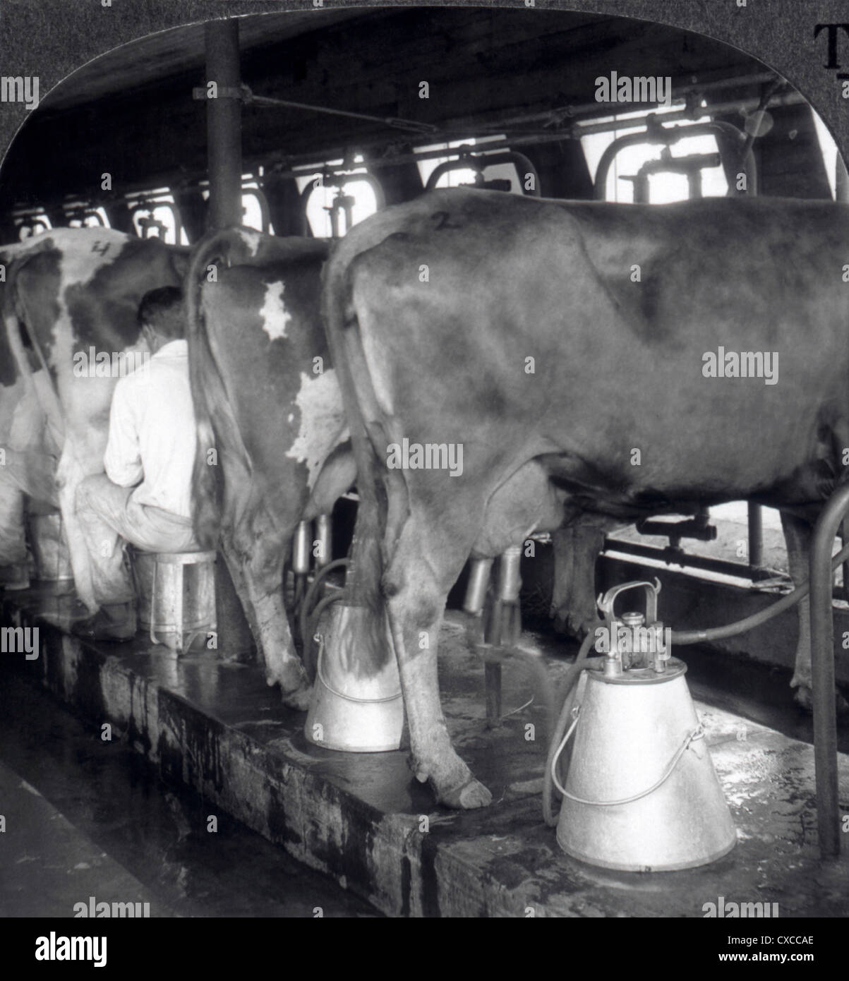 Cows Being Milked in a Dairy, Plainsboro, New Jersey, USA, Stereo Photograph, Circa 1920 Stock Photo