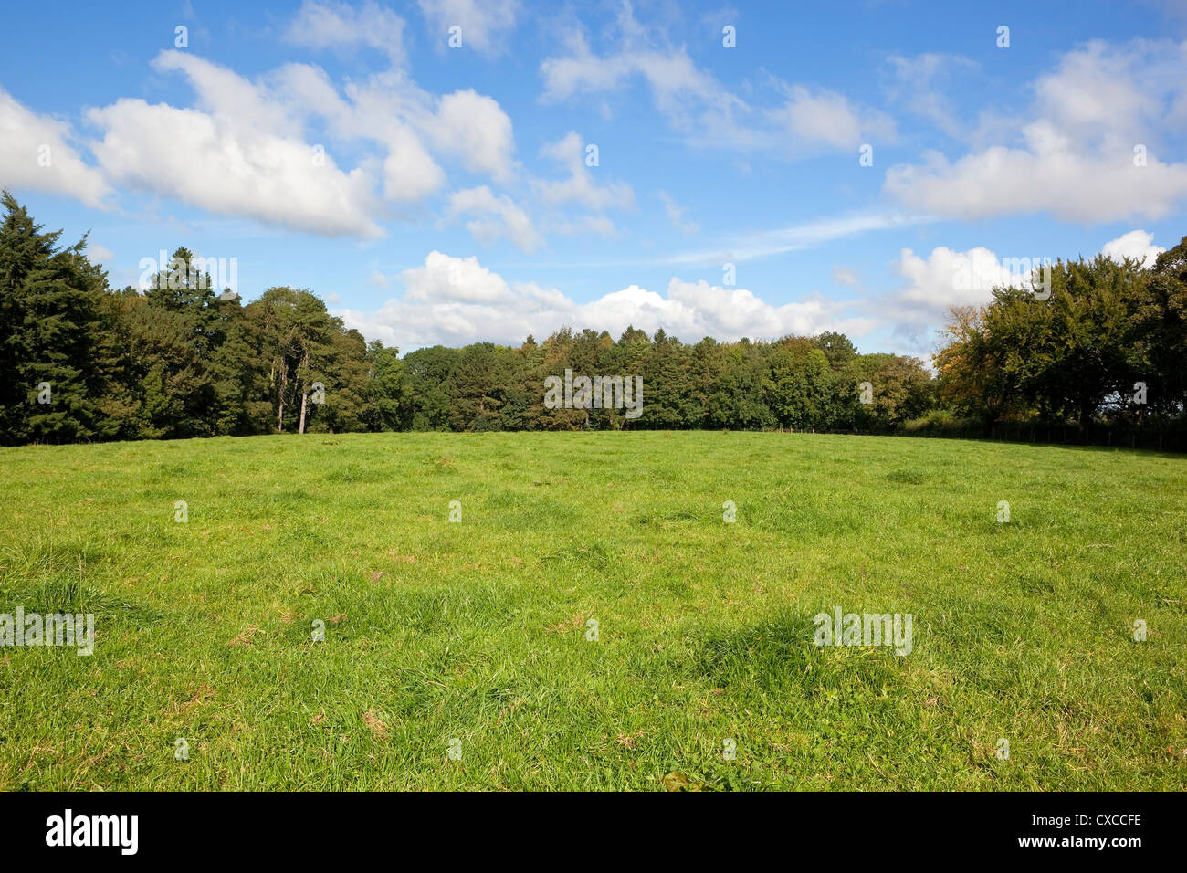 A lush green meadow surrounded by trees under a blue sky with wispy ...