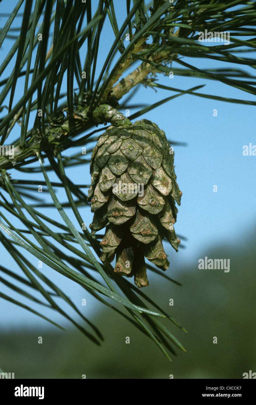 Scots Pine Pinus sylvestris Pinaceae Stock Photo