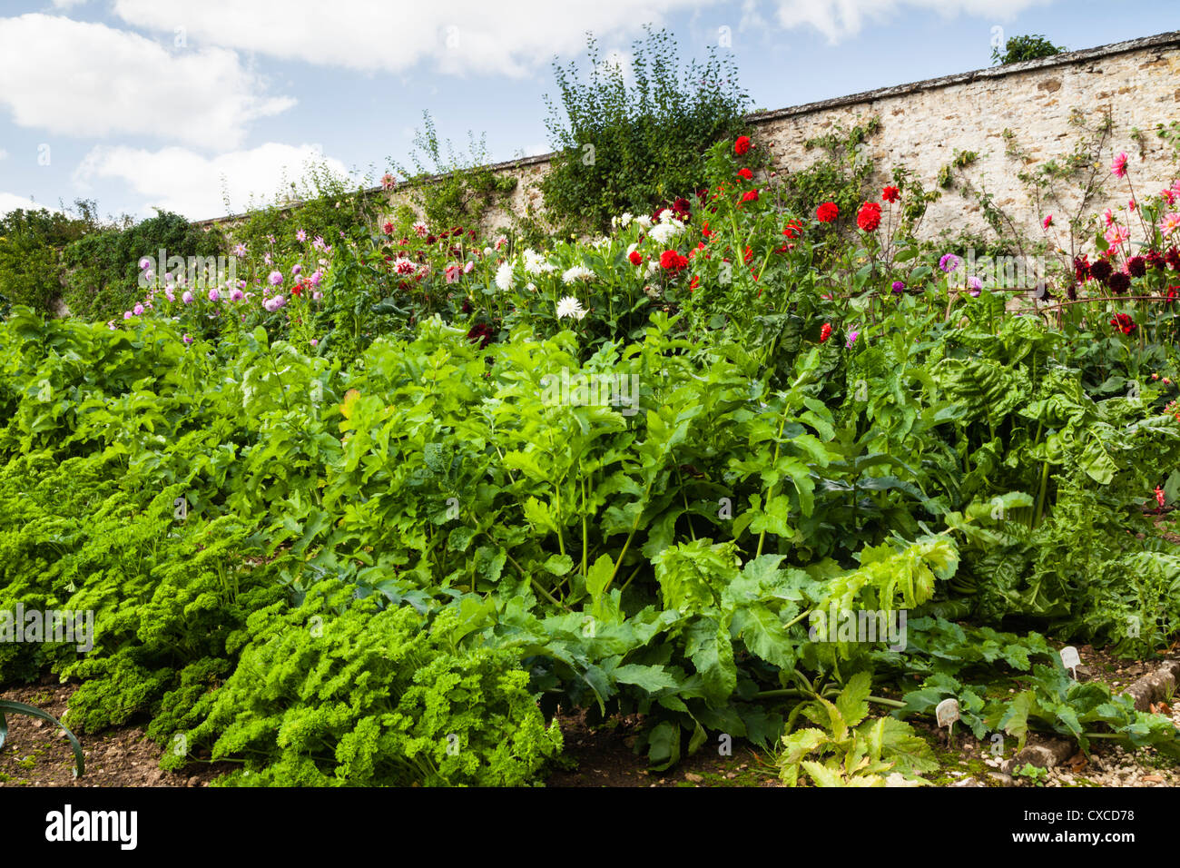 Parsley and Parsnips growing amongst flowering Dahlias within the walled Vegetable Garden
