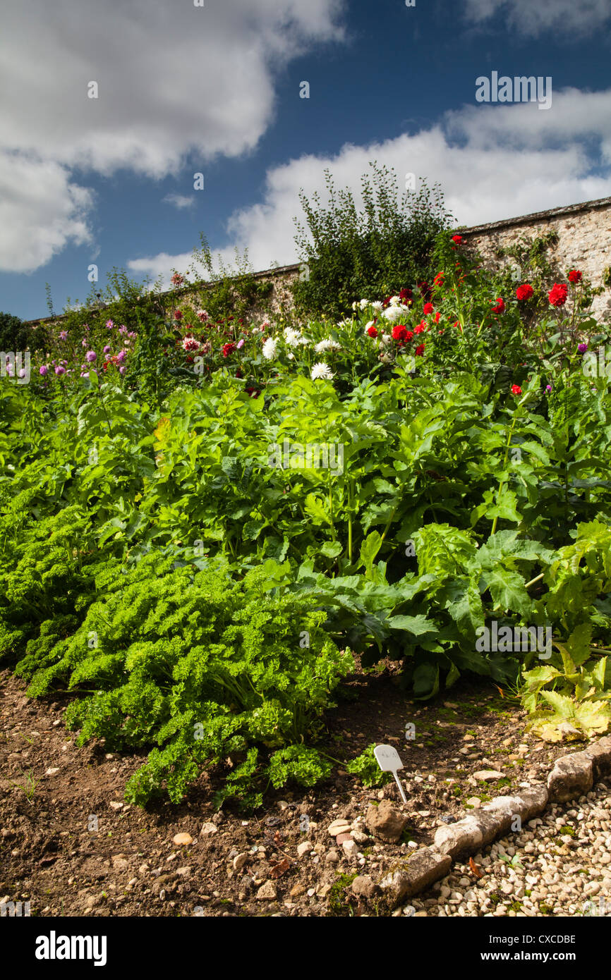 Parsley and Parsnips growing amongst flowers to attract pollinating insects within the walled Vegetable Garden, Rousham House, Oxfordshire, England Stock Photo