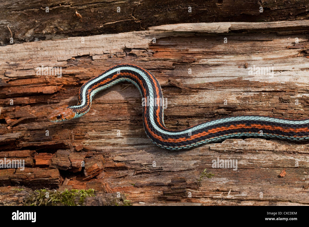 San Francisco Garter Snake (Thamnophis sirtalis tetrataenia).  Exploratory. Stock Photo