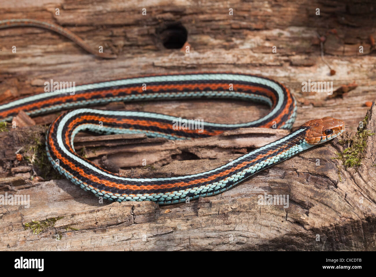 San Francisco Garter Snake (Thamnophis sirtalis tetrataenia). Rare; Endangered sub-species. Sun basking site. Ectothermic. Stock Photo