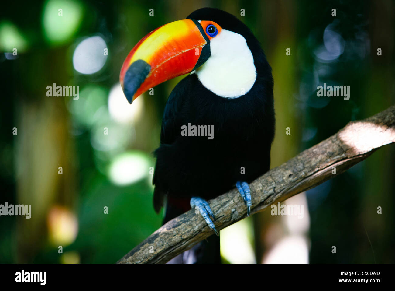 Toucan Bird at a forest in Iguazu, Argentina. Stock Photo