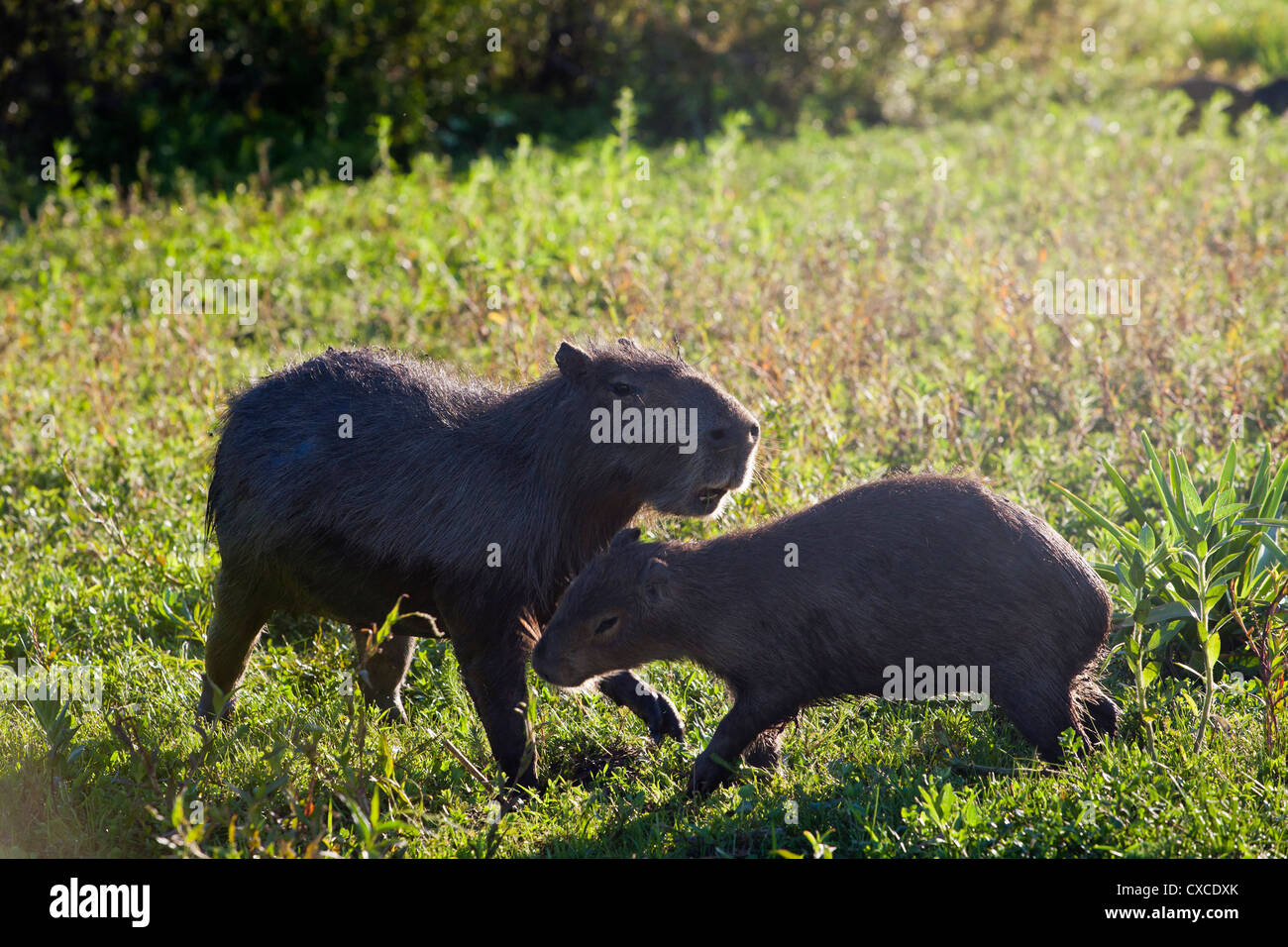 Capybaras, Esteros del Ibera, Carlos Pellegrini, Corrientes Province, Argentina. Stock Photo