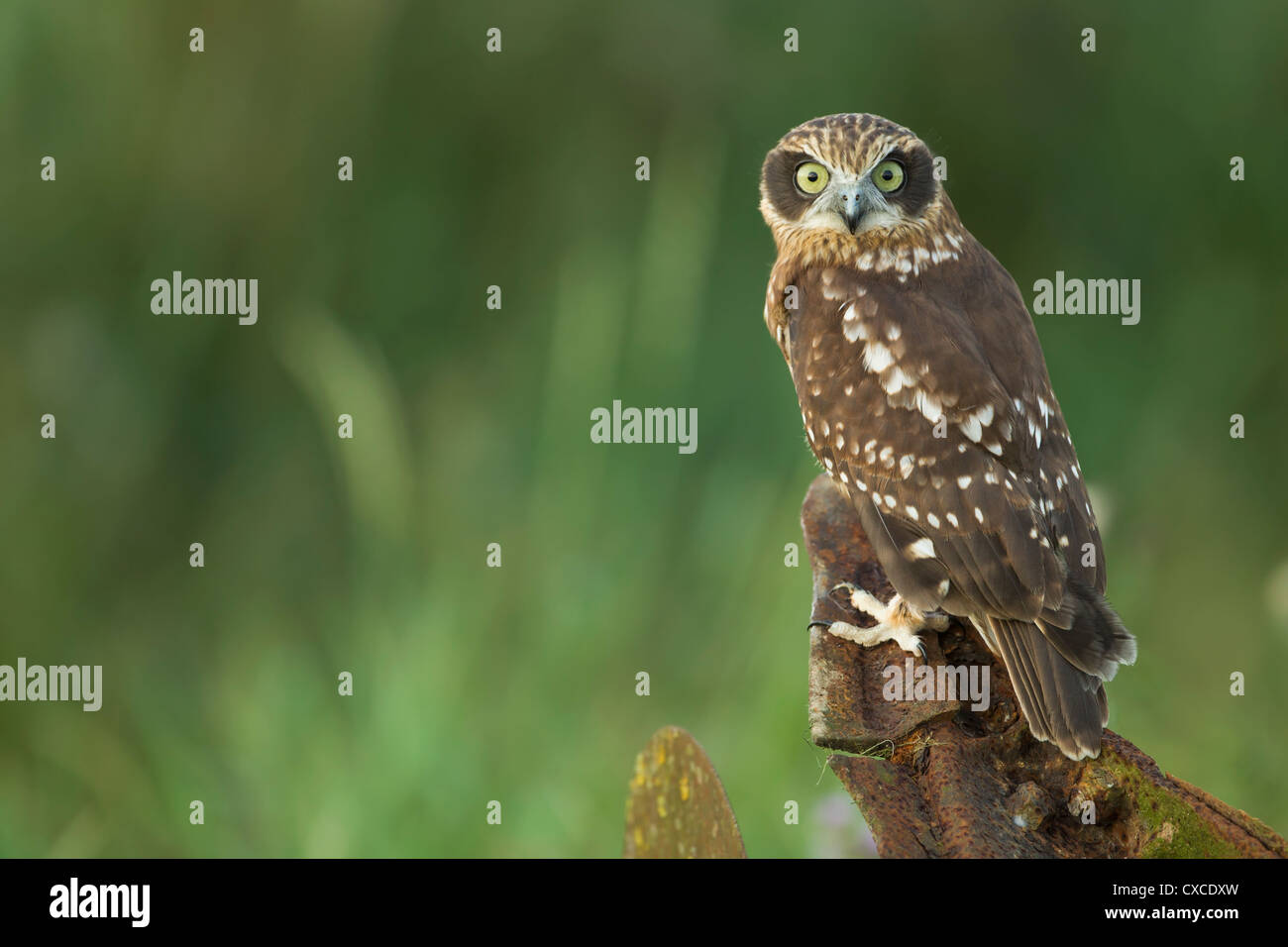Boobook Owl perched on rusted farm machinery Stock Photo