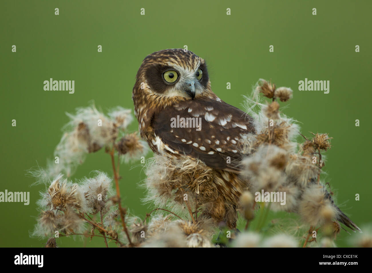 Boobook Owl perched on bushes in the golden evening light Stock Photo