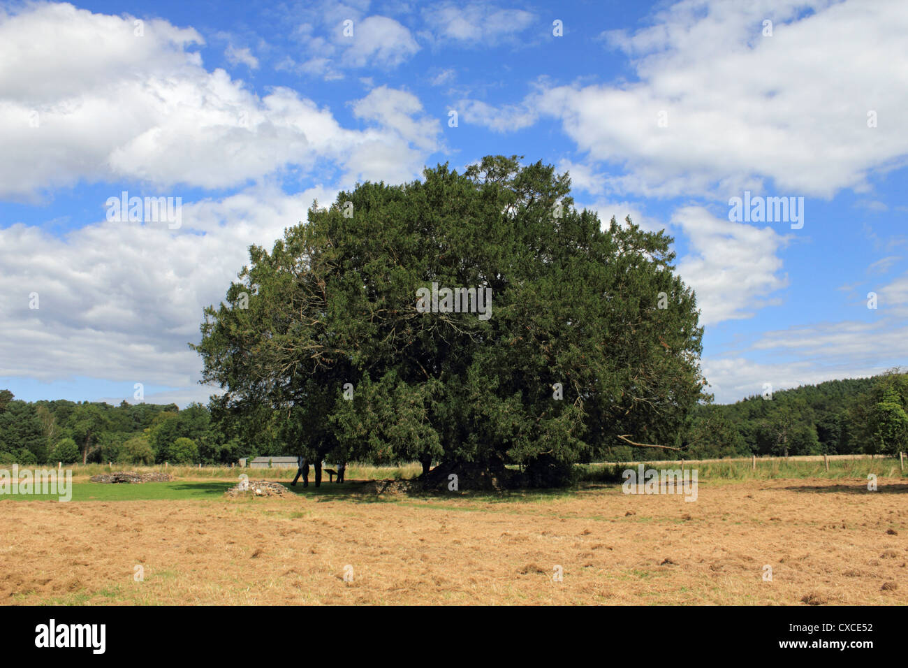 Ancient yew tree at Waverley Abbey near Farnham, Surrey, on the River Wey. Stock Photo