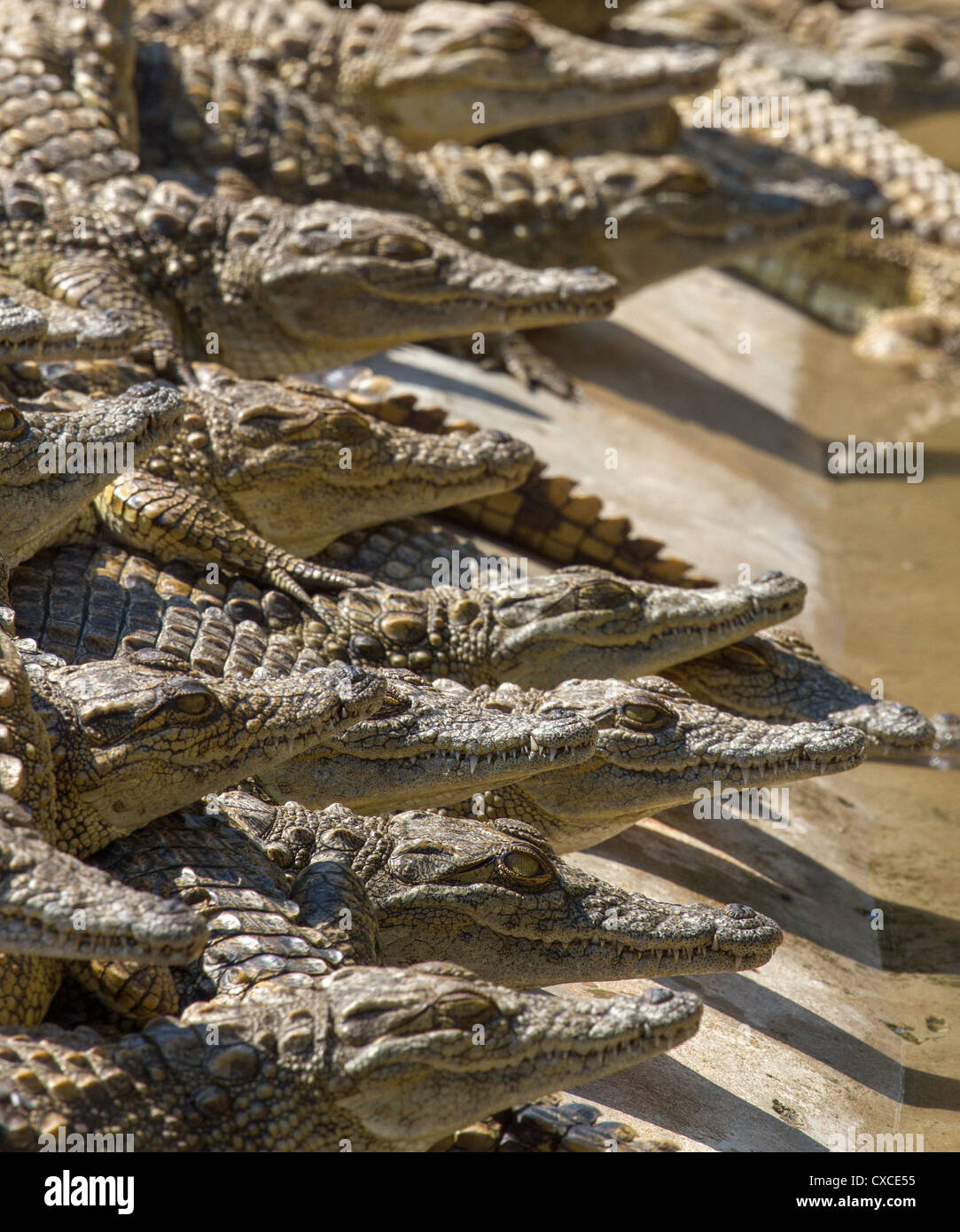 Young Nile Crocodiles (Crocodylus niloticus) at crocodile farm near Siavonga, Zambia Stock Photo