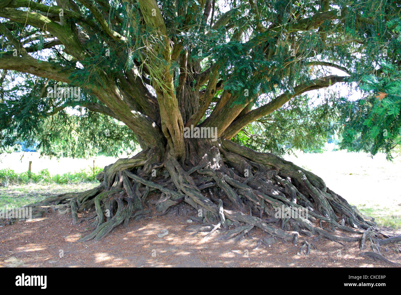 Ancient yew tree at Waverley Abbey near Farnham, Surrey, on the River Wey. Stock Photo