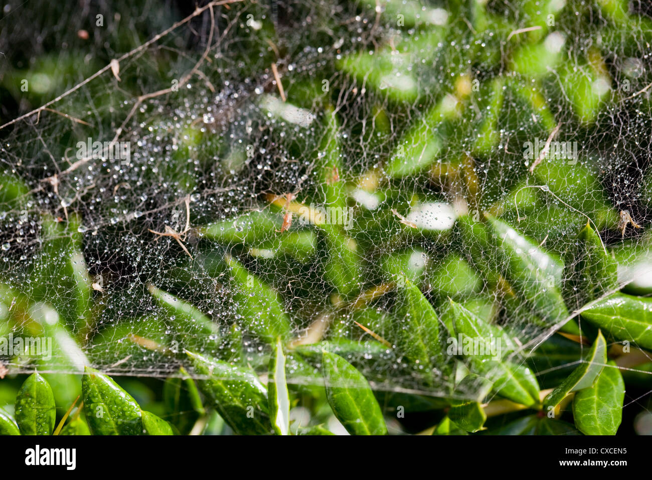'Money' Spider or 'Sheetweaver' Spider (Linyphid sp. ) Multiple hammock webs stretching across branches of garden shrub. Stock Photo