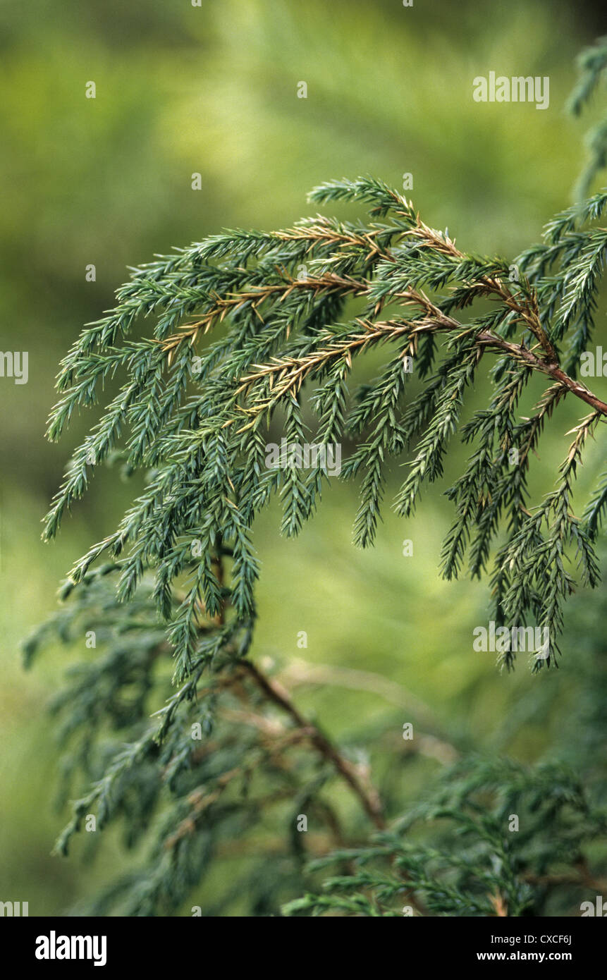 Drooping Juniper Juniperus recurva (Cupressaceae) Stock Photo