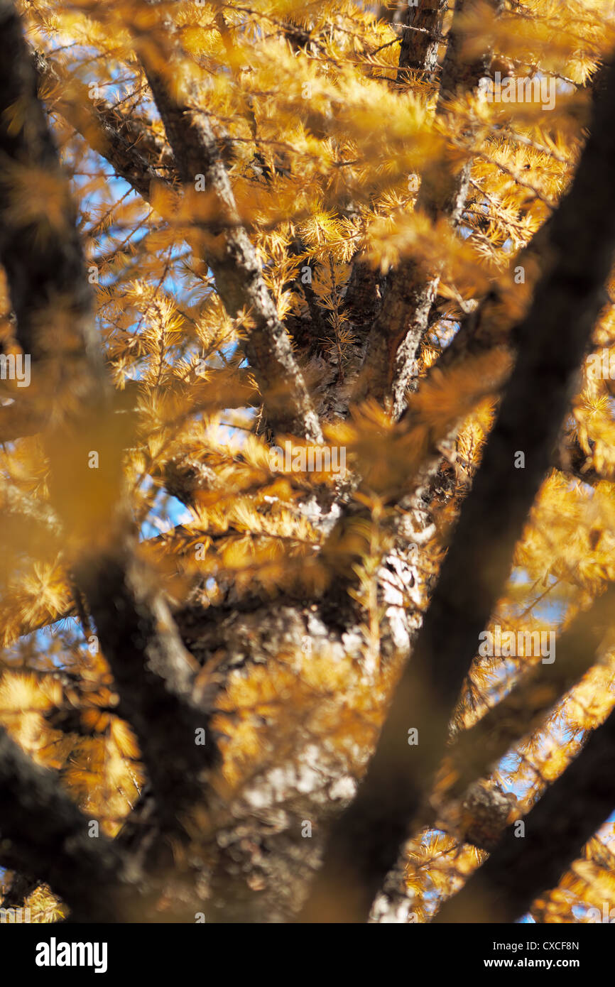 Yellow larch needles in anticipation of winter Stock Photo