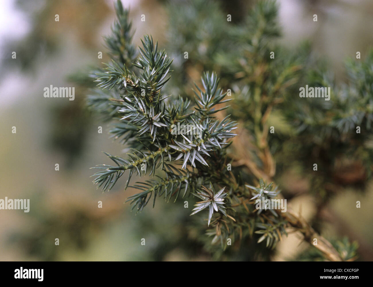 Meyer’s Juniper Juniperus squamata ‘Meyeri’ Stock Photo
