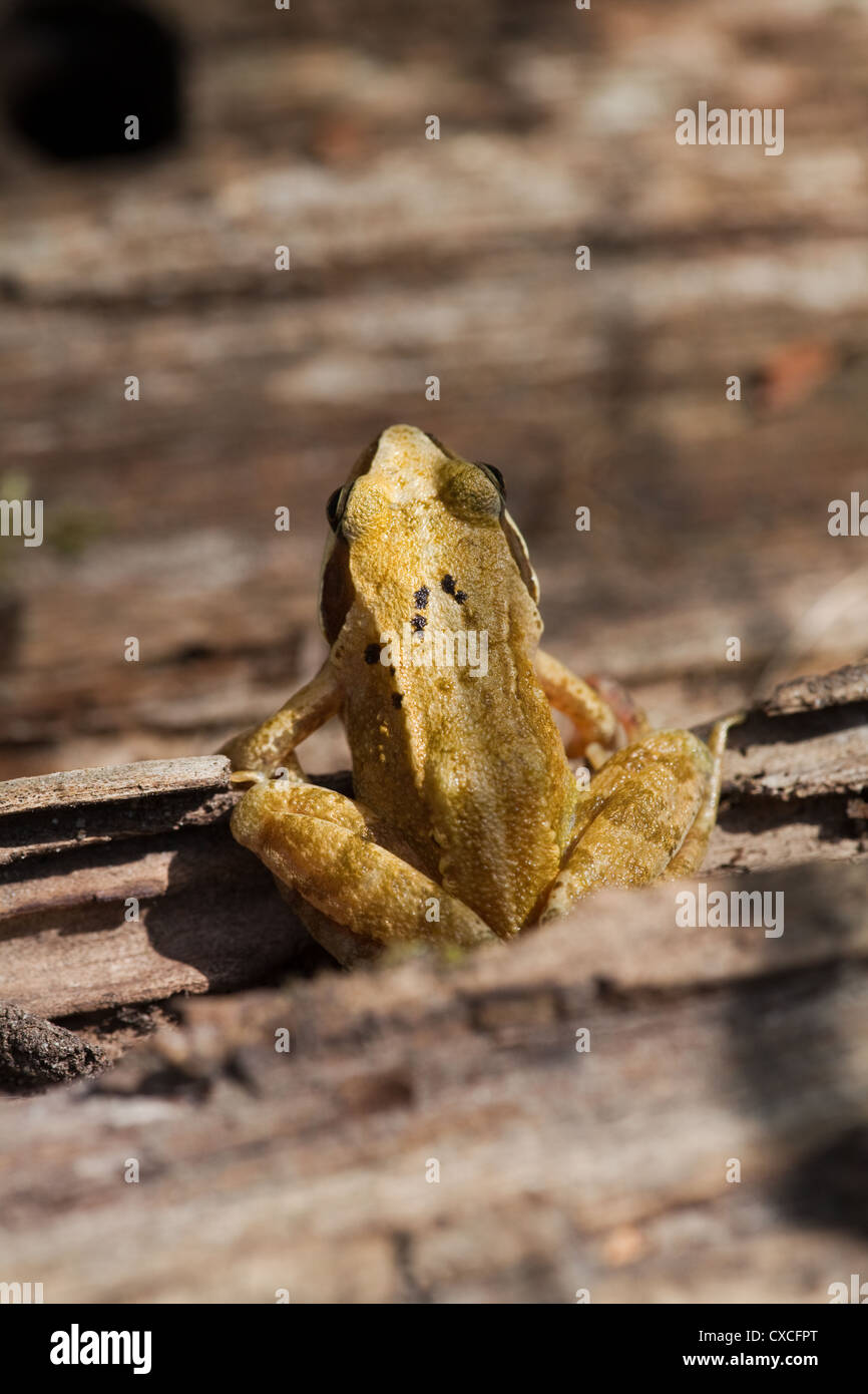 Common Frog (Rana temporaria). Emerging from under a pile of timber. Private garden. Ingham, Norfolk. Stock Photo