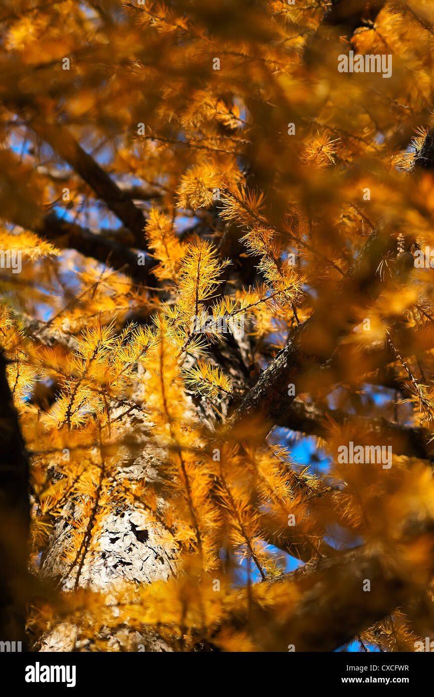 Fragment of larch, part of the trunk with small branches Stock Photo