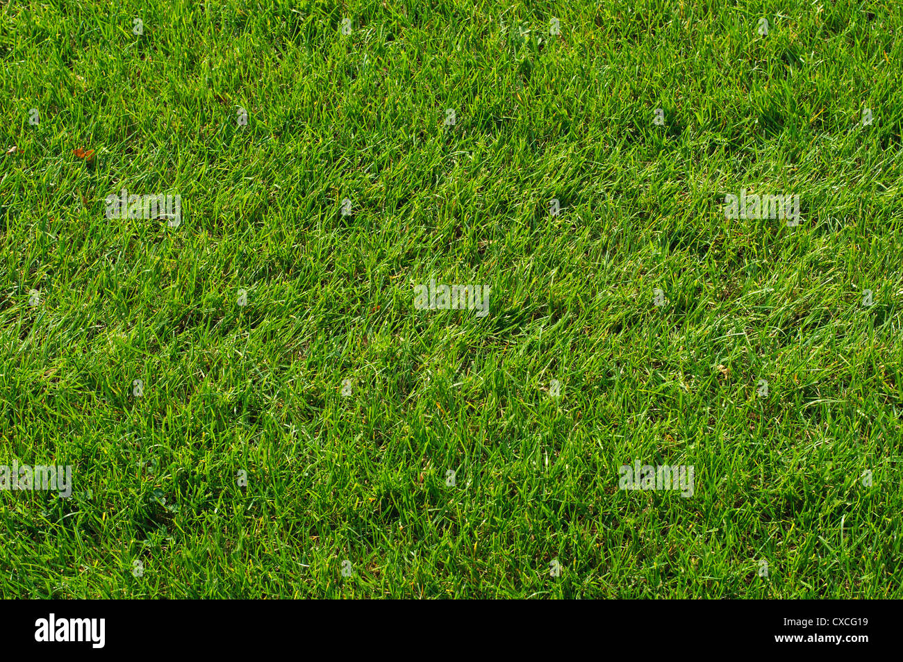 Golf green grass texture close up hi-res stock photography and images ...
