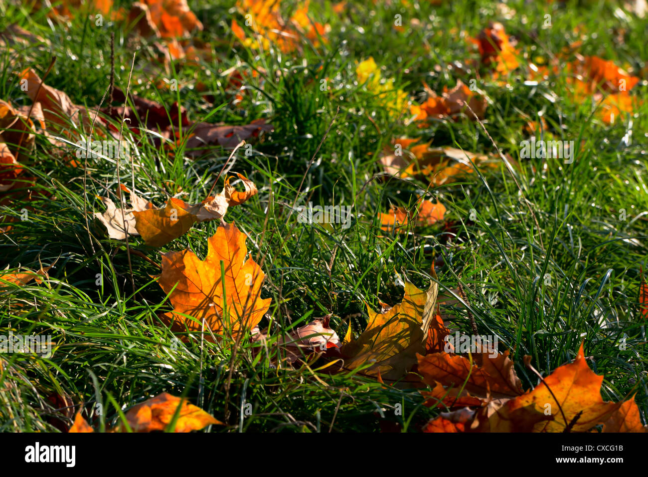 The fallen colorful leaves on the bright green grass Stock Photo - Alamy