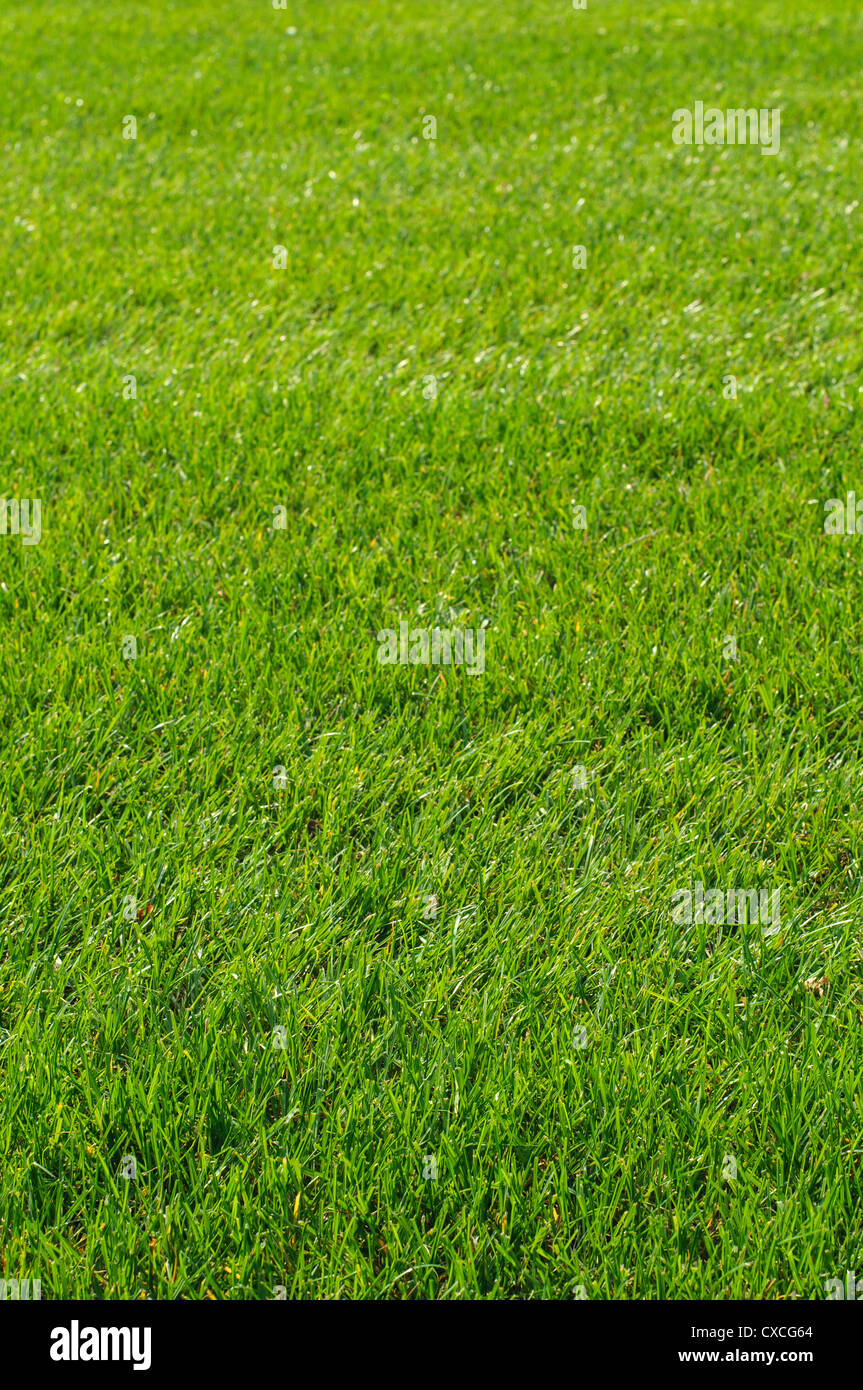 Close-up image of fresh spring green grass Stock Photo - Alamy