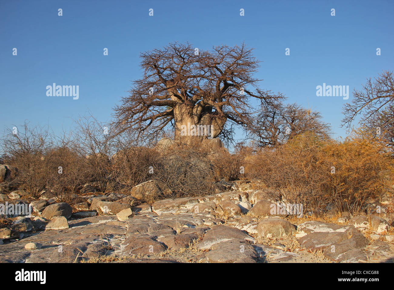 Baobab Kubu Island Stock Photo