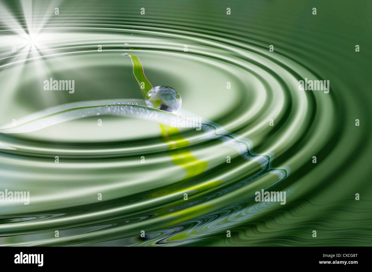 blade of grass with dew Stock Photo Alamy