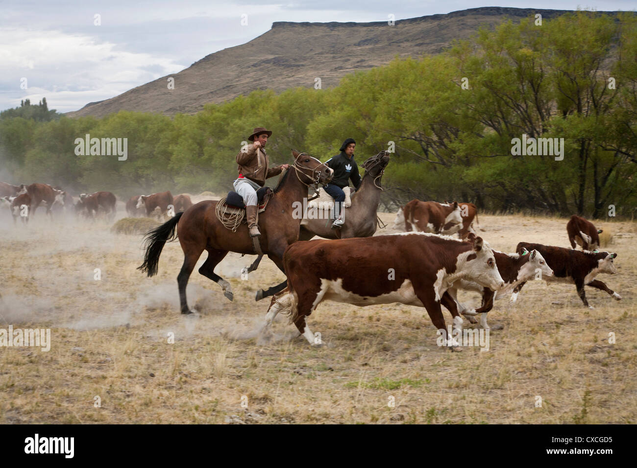 Argentina's Gaucho, Cattle Herding at an Estancia