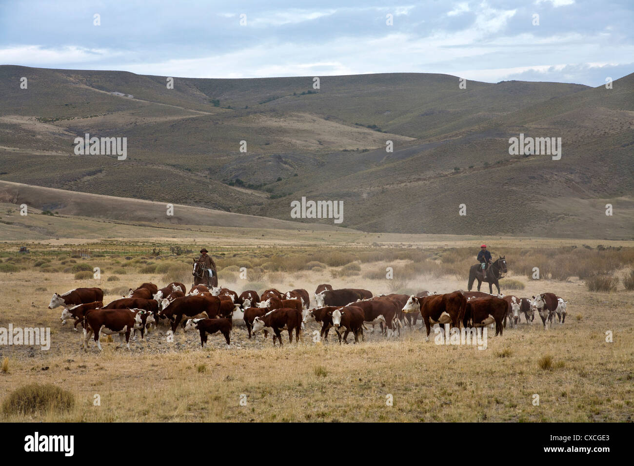 Argentina's Gaucho, Cattle Herding at an Estancia