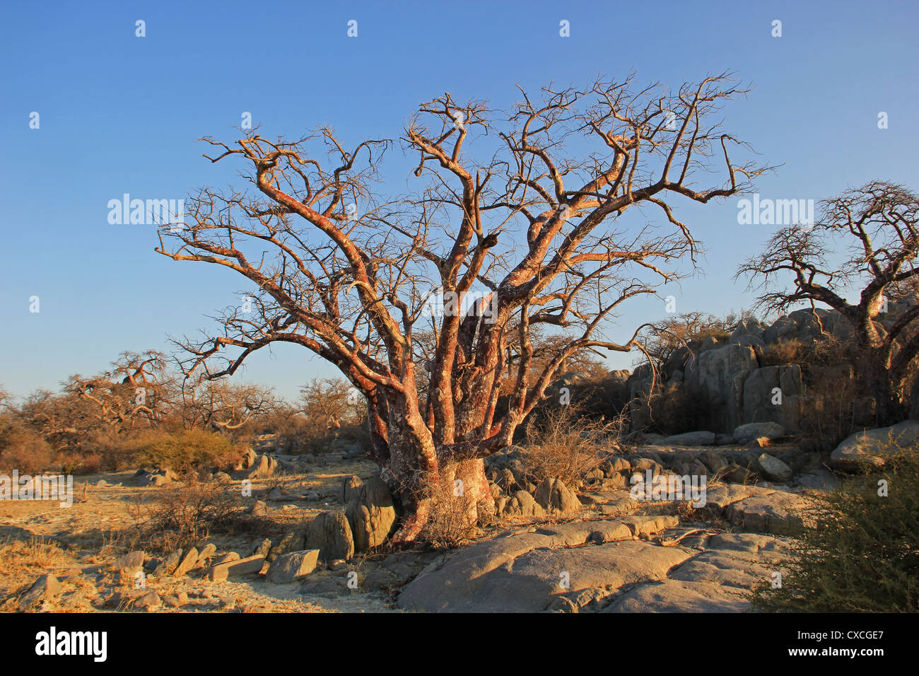 Baobab Kubu Island Stock Photo