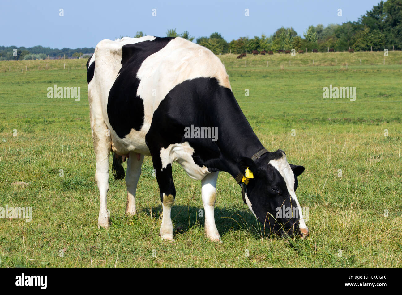 Black and white cow in a farmland in Holland Stock Photo