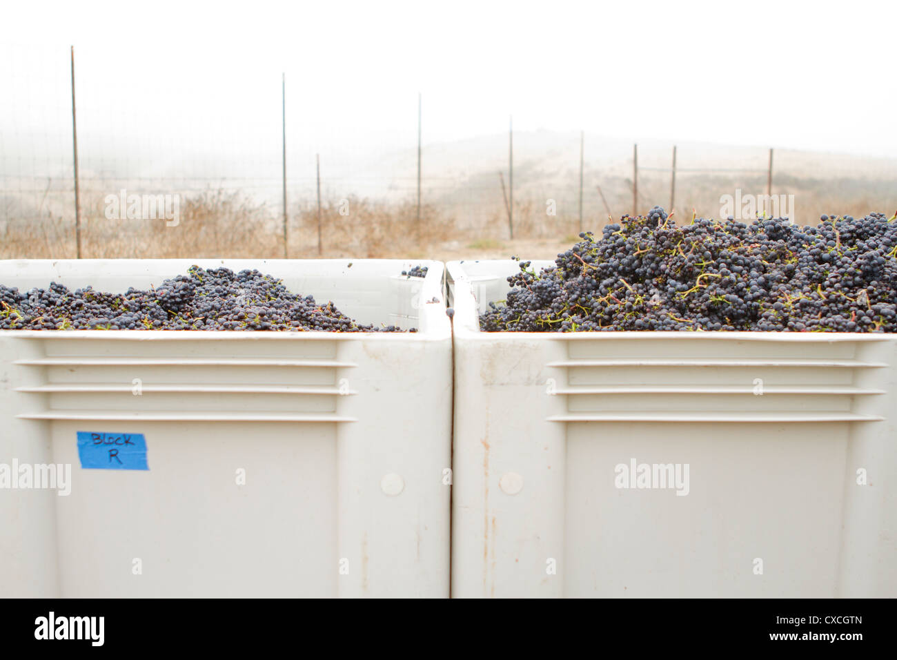 Pinot noir grapes in bins, ready to be shipped for processing. Stock Photo
