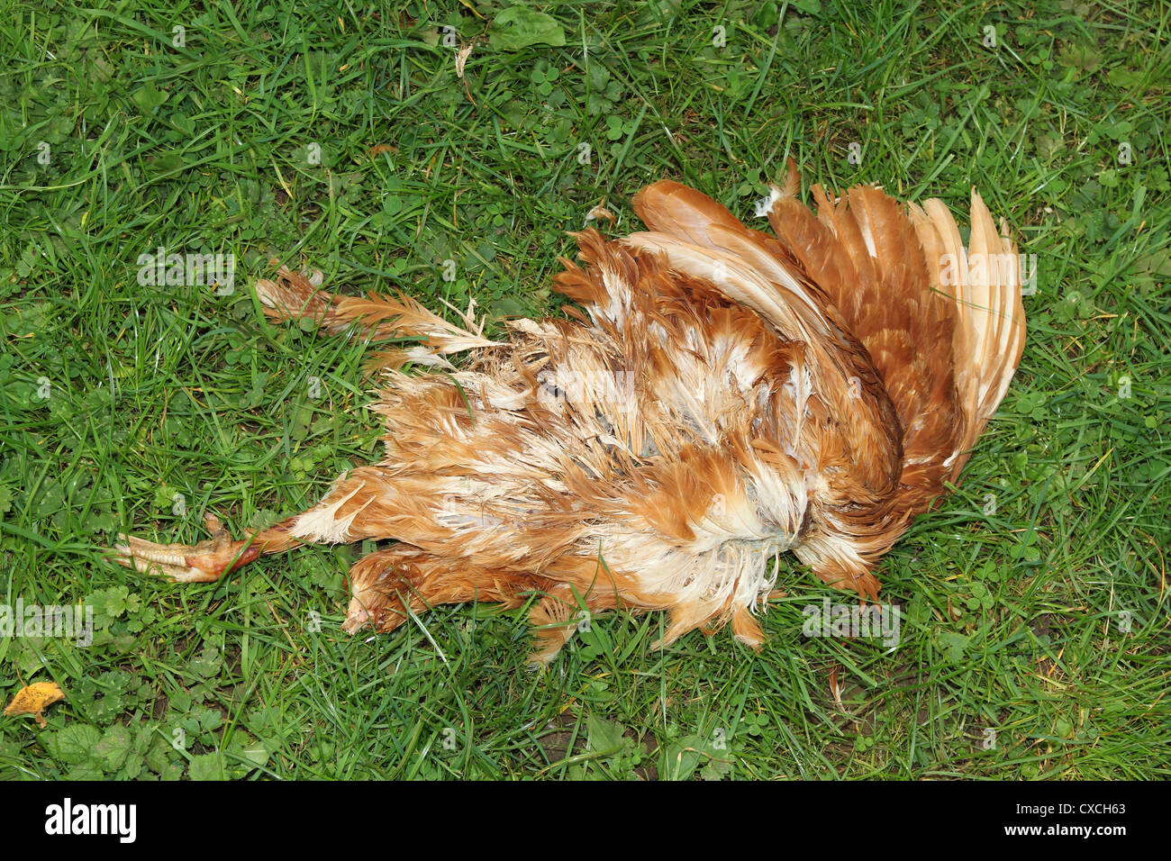 dead-hen-chicken-gallus-gallus-domesticus-on-grass-probably-killed-CXCH63.jpg