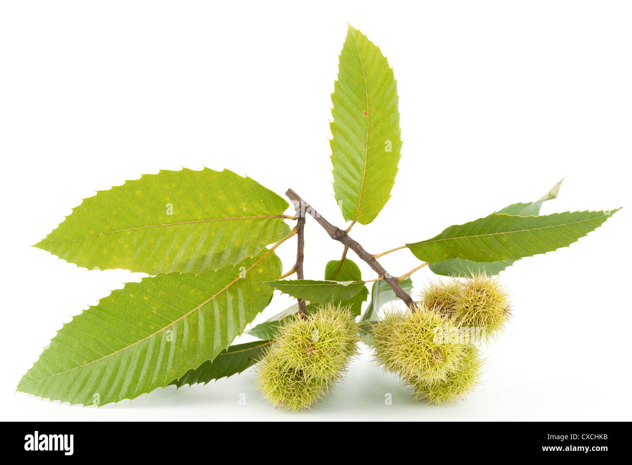 branch of chestnut with nut and green leaf Stock Photo