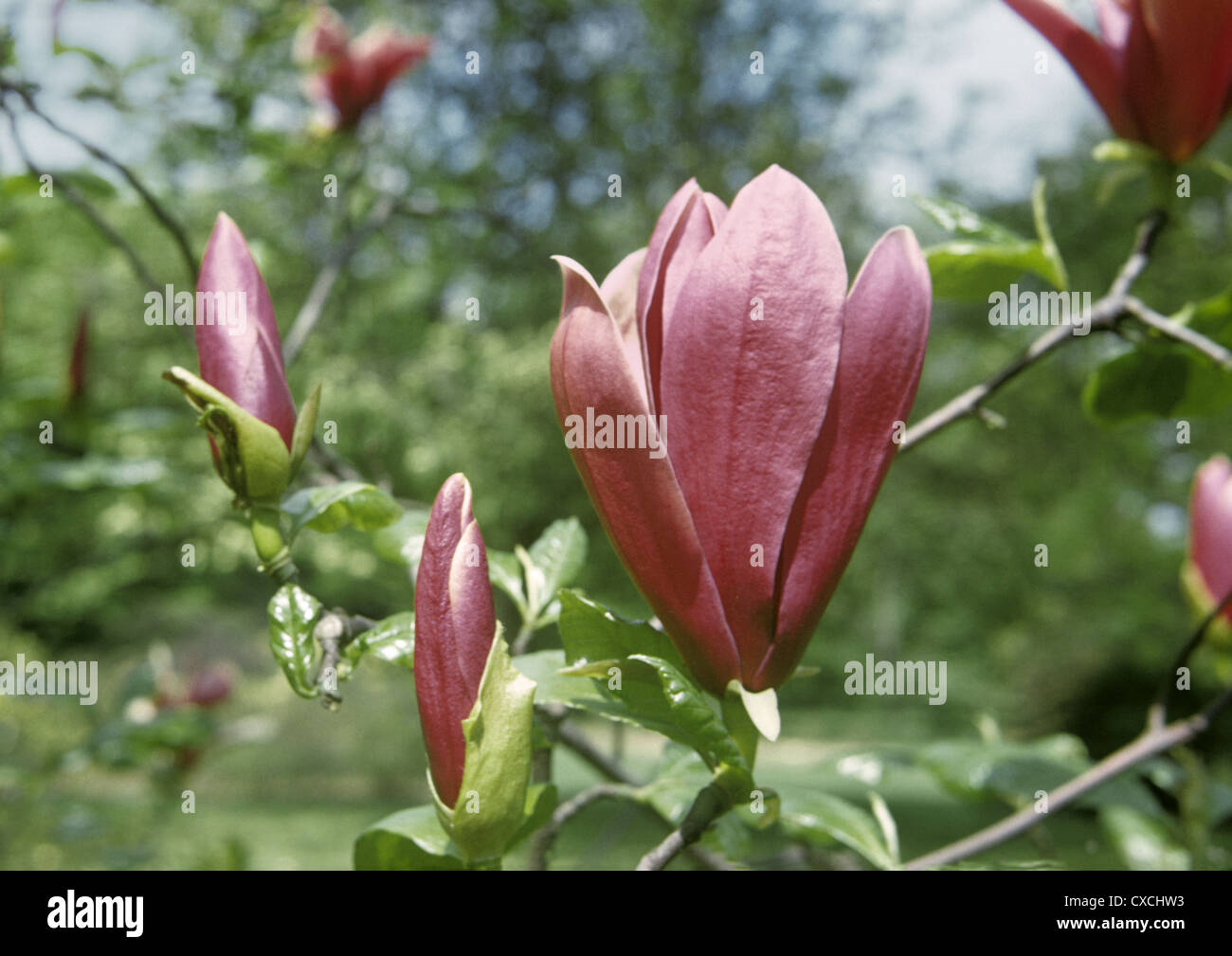 Magnolia liliflora 'nigra' Stock Photo