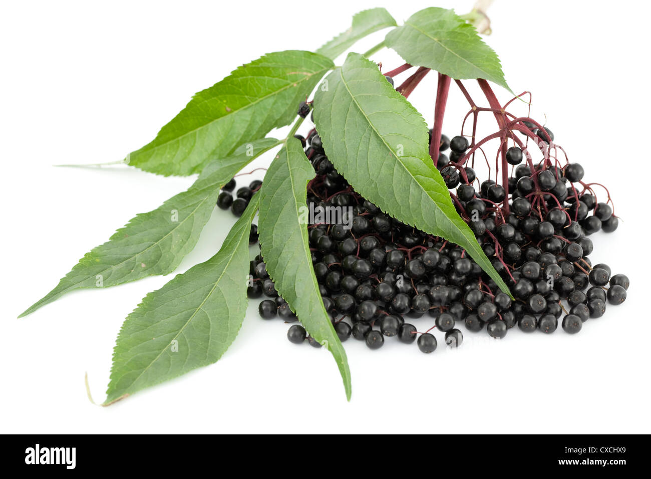 cluster elderberry (Sambucus nigra) on white background Stock Photo