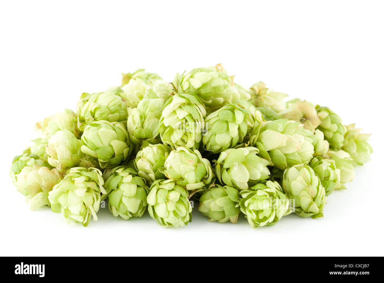 fresh heap green hop on white background Stock Photo