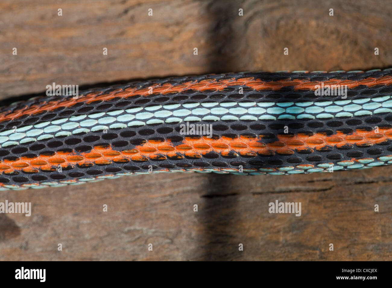 San Francisco Garter Snake (Thamnophis sirtalis tetrataenia). Rare; Endangered sub-species. Head to left. Skin pattern; colors Stock Photo