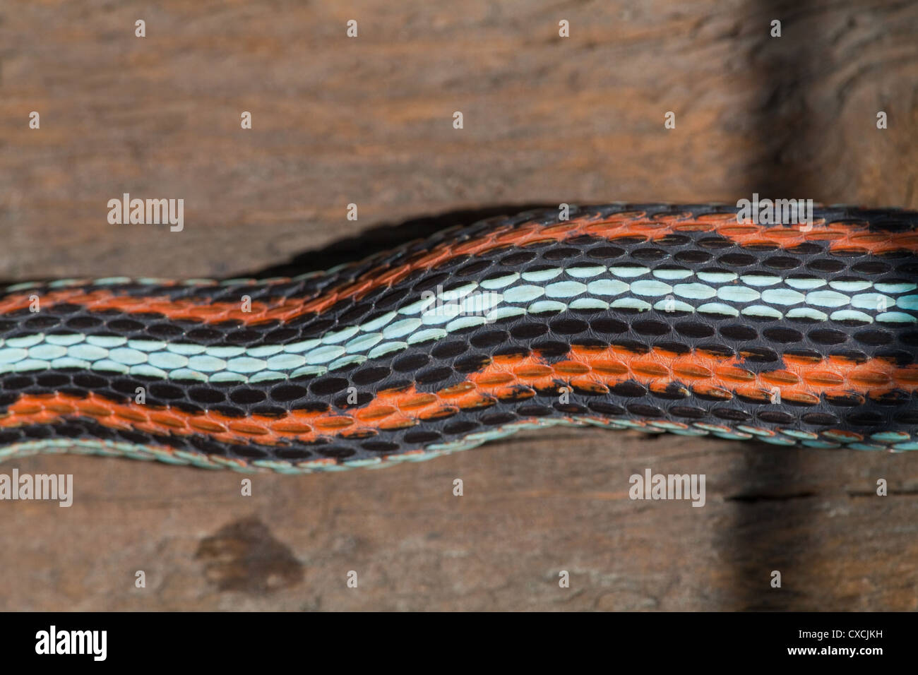 San Francisco Garter Snake (Thamnophis sirtalis tetrataenia). Rare; Endangered sub-species. Head to left. Skin pattern; colors Stock Photo