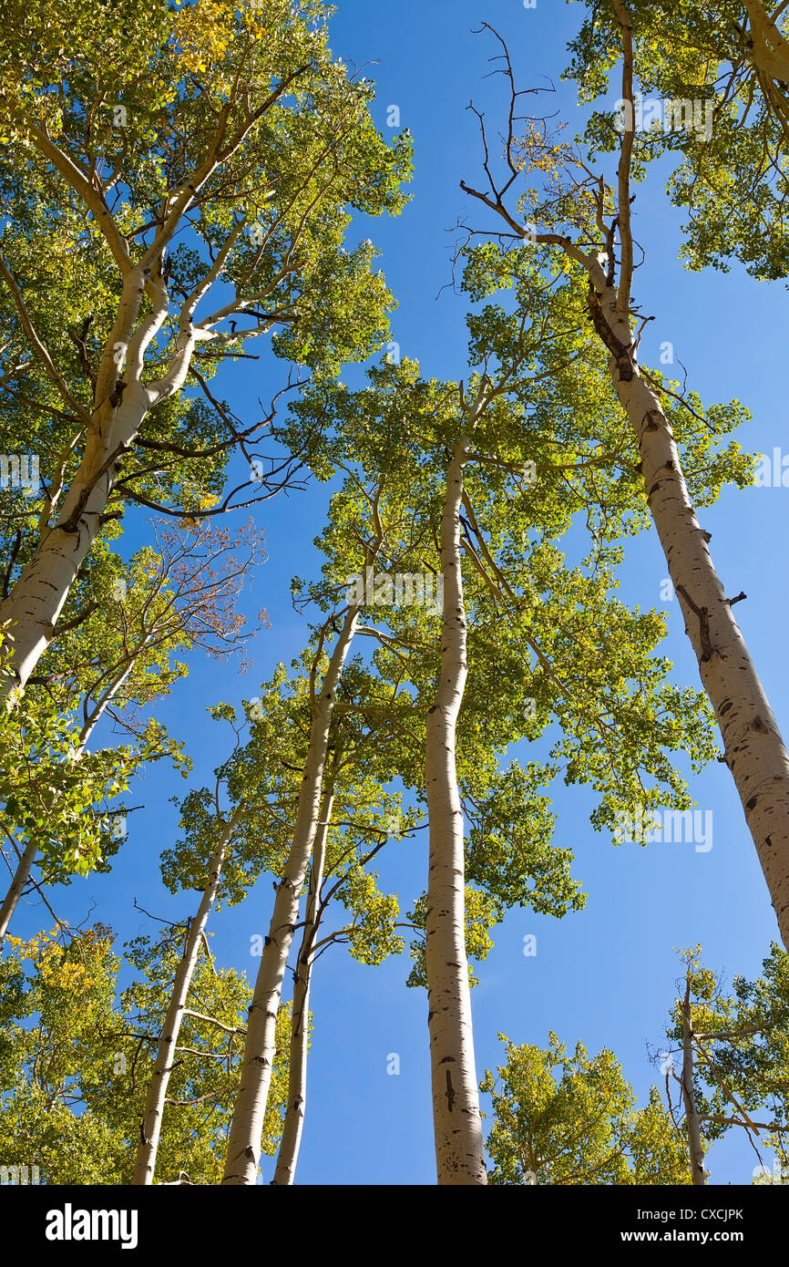 Aspen trees in the process of turning their fall colors Stock Photo Alamy