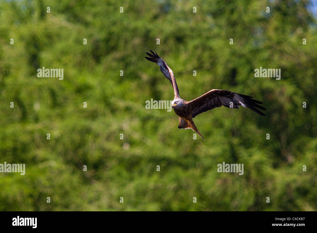 Red Kite at Nant yr Arian in Ceredigion, Wales Stock Photo